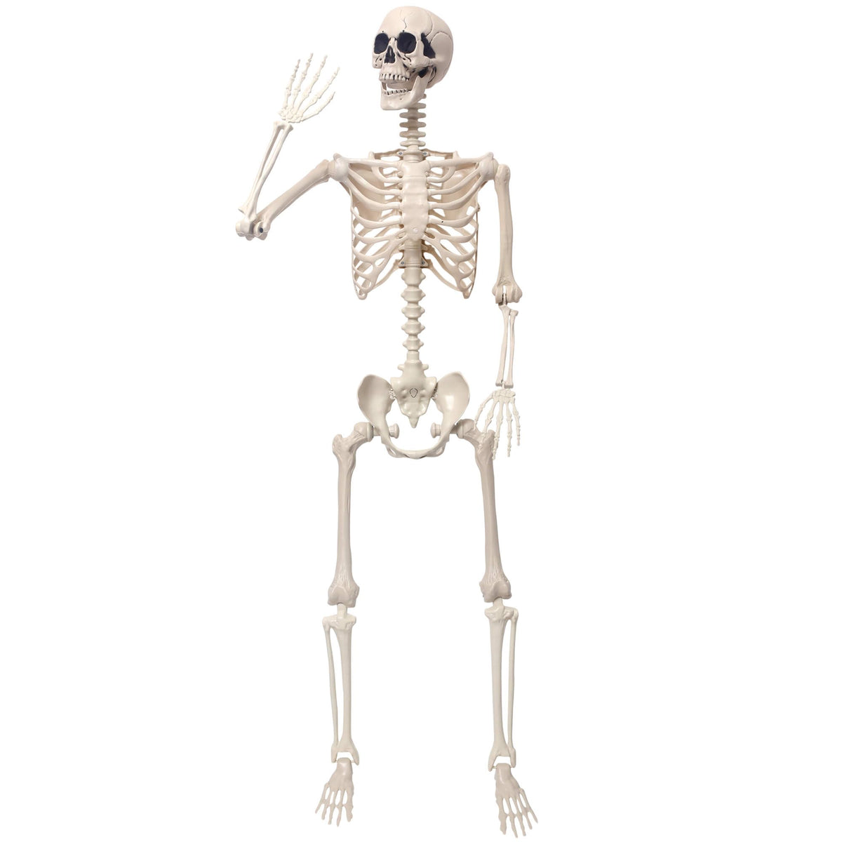 5.4Ft Movable Joints Plastic Skeleton F913253