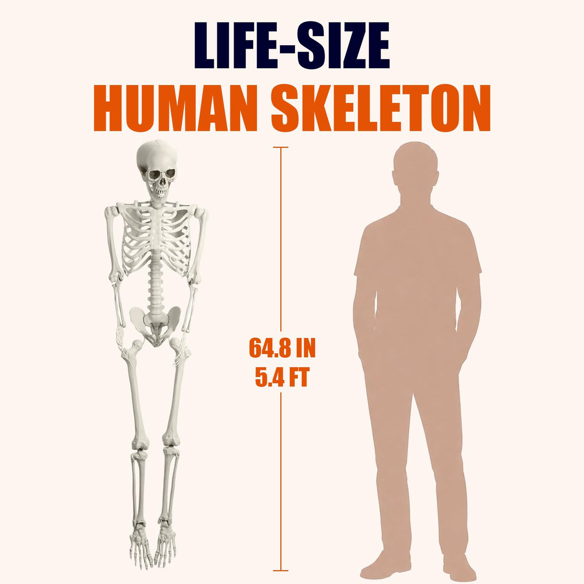 Life Size Full Body Skeleton Q516