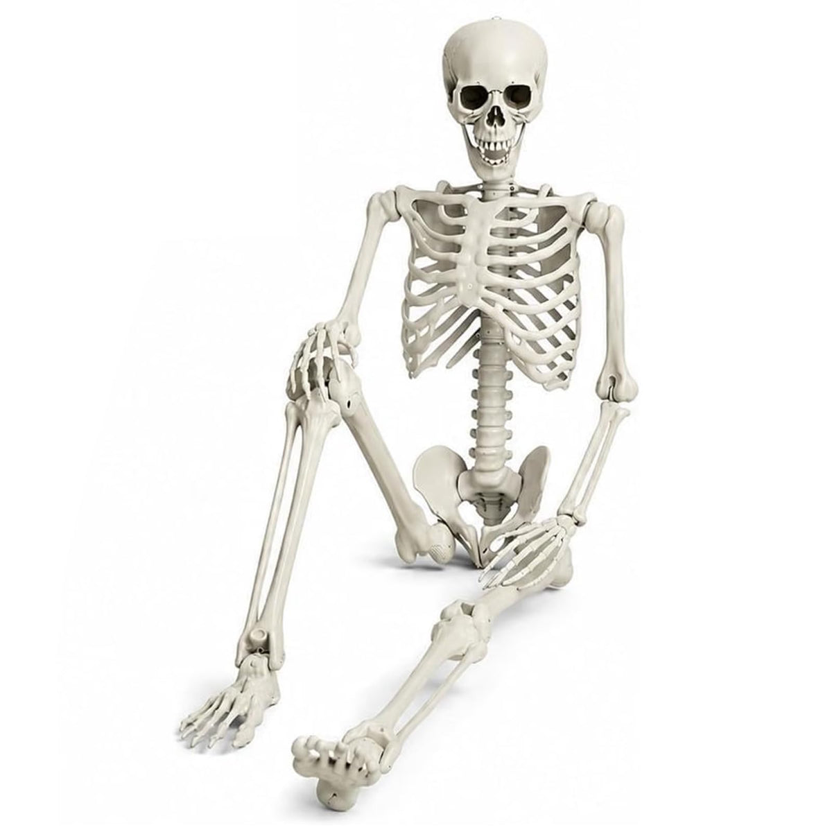 Life Size Full Body Skeleton Q516