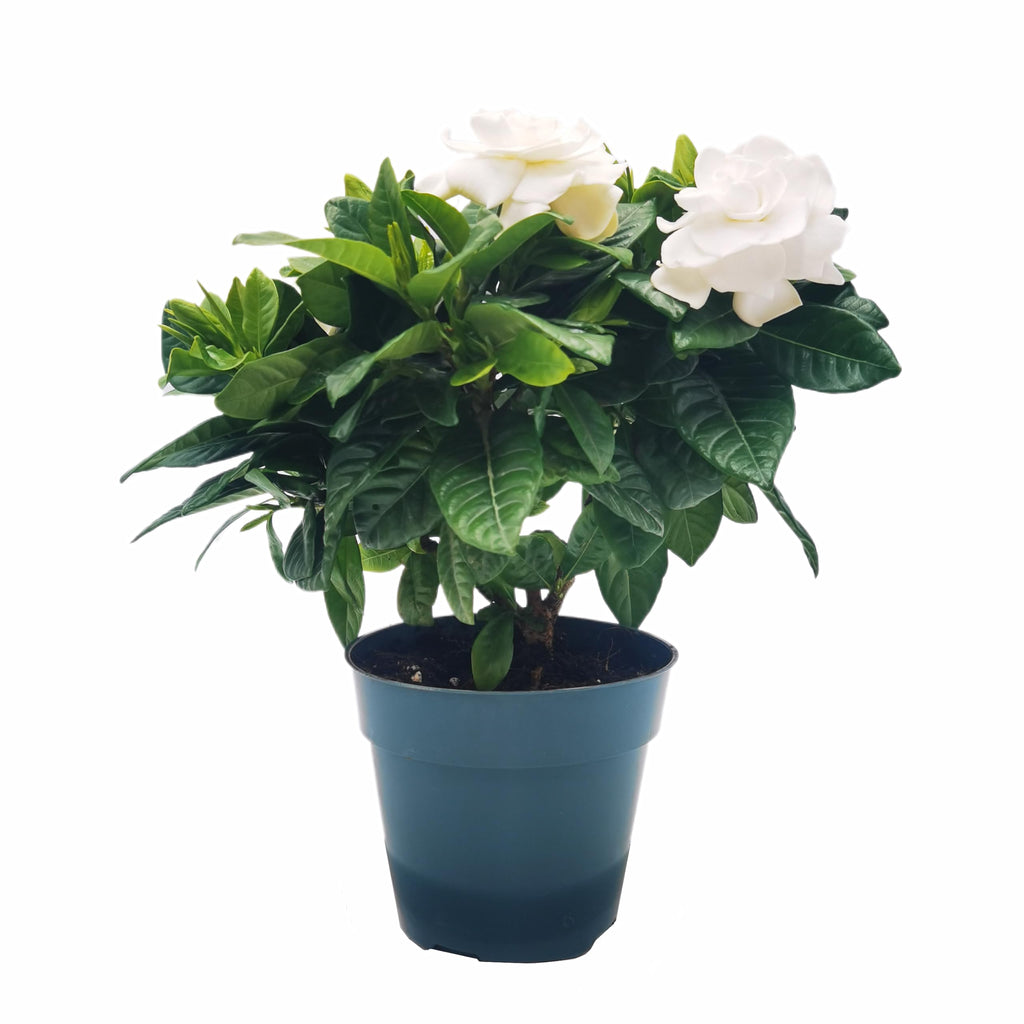 Gardenia Jasminoides Houseplant in 4.5-Inch Pots Z440