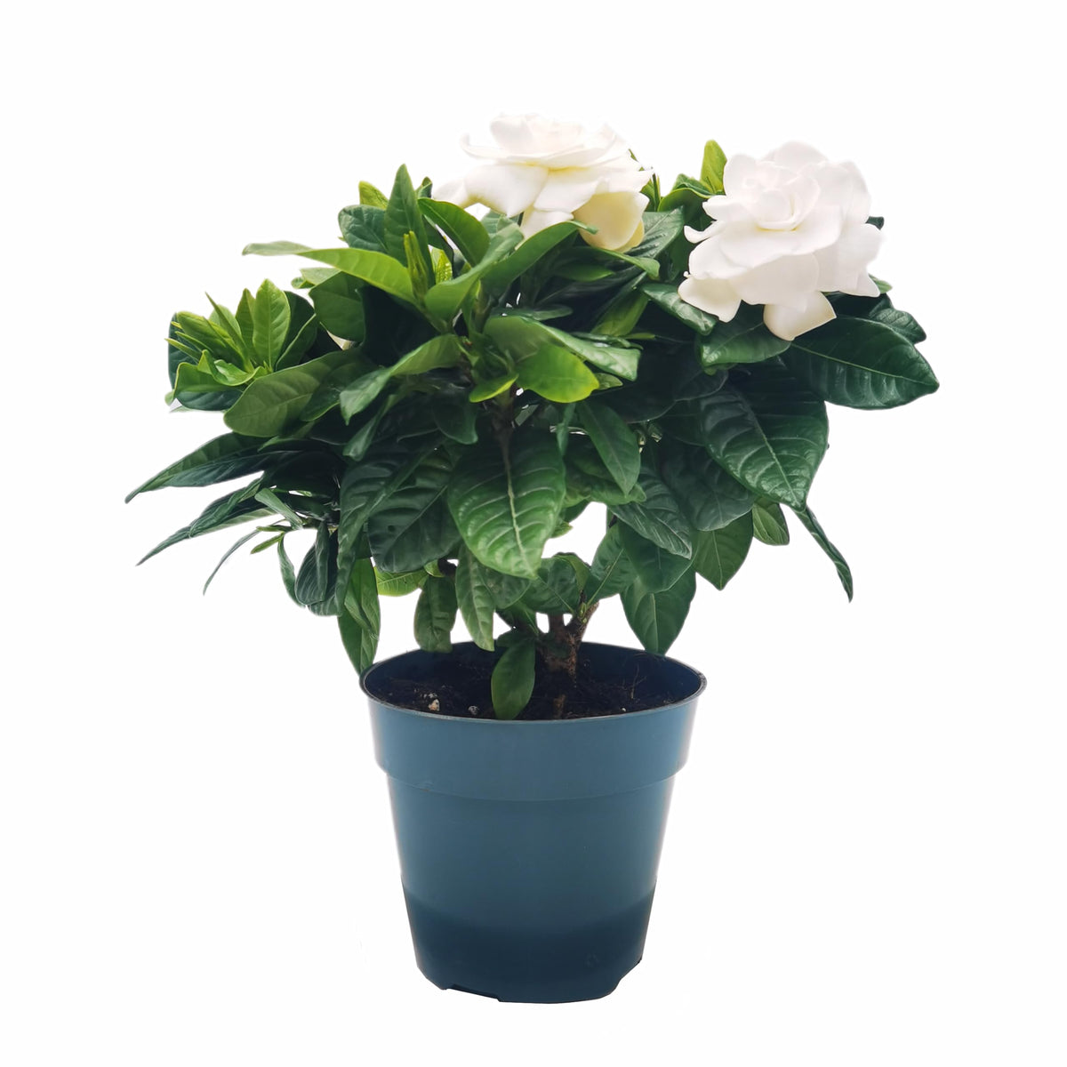 Gardenia Jasminoides Houseplant in 4.5-Inch Pots Z440