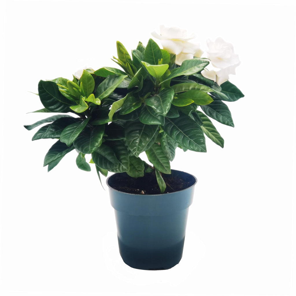 Gardenia Jasminoides Houseplant in 4.5-Inch Pots Z440