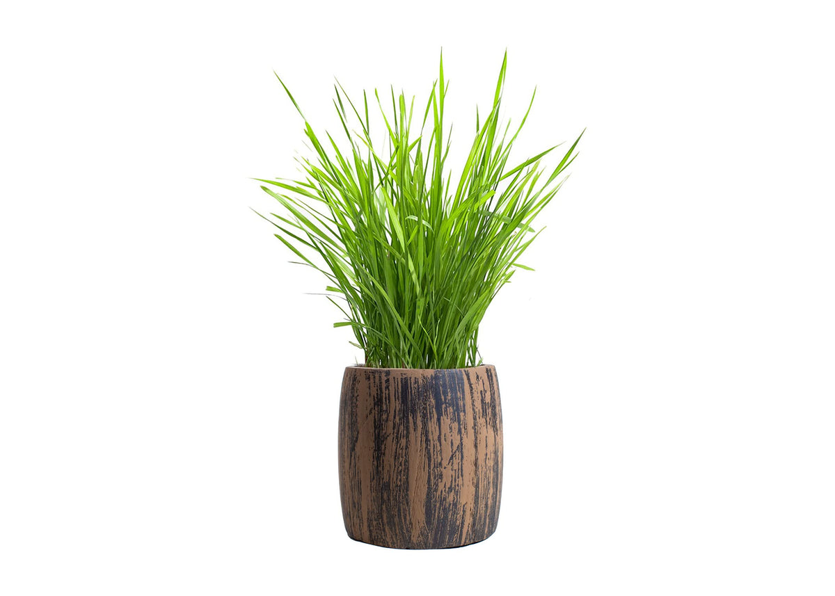 Cat Grass Kit Organic Seed & Soil for 4 Plantings C330