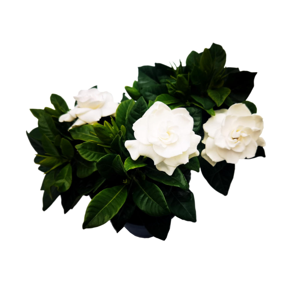 Gardenia Jasminoides Houseplant in 4.5-Inch Pots Z440