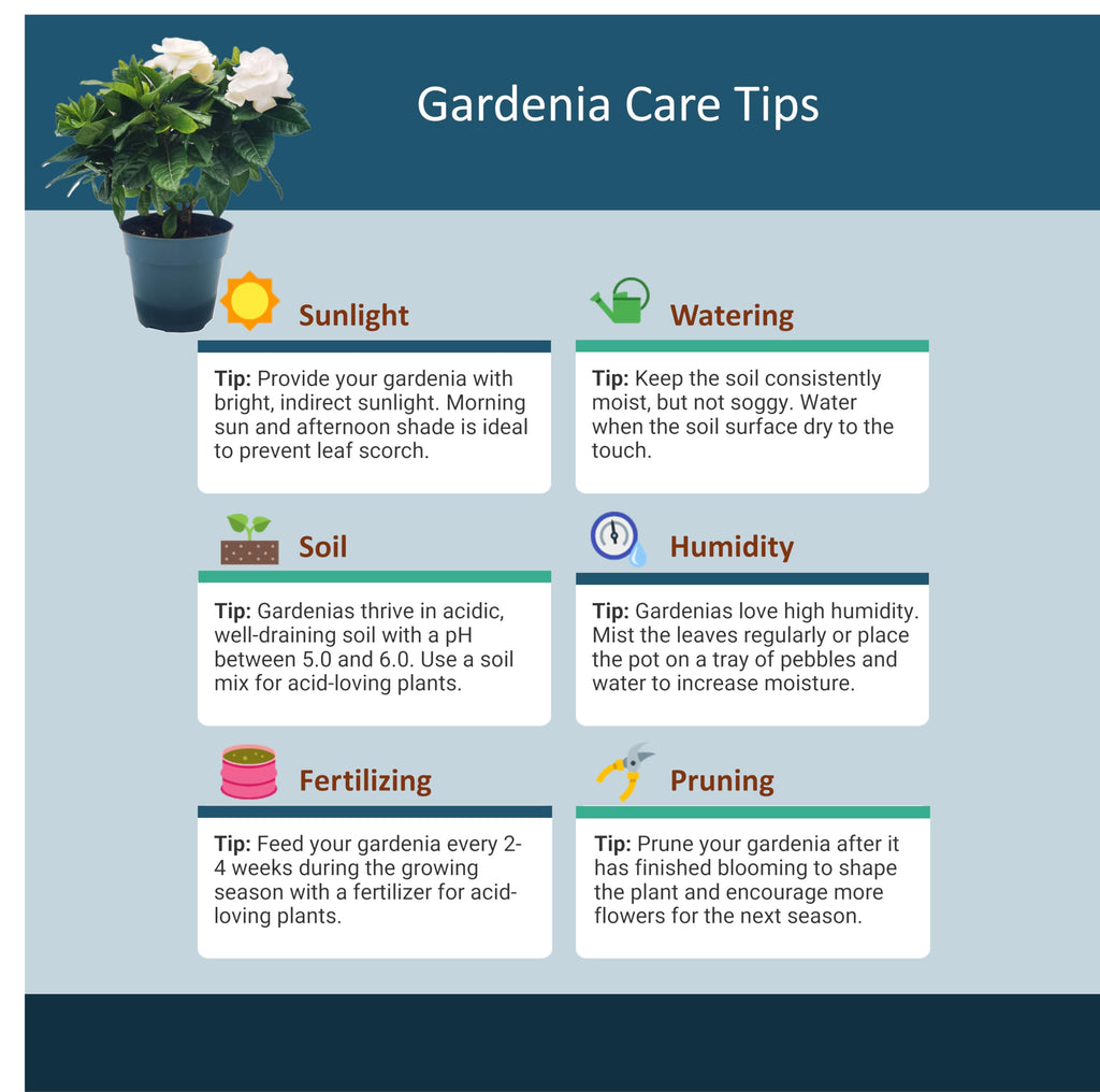 Gardenia Jasminoides Houseplant in 4.5-Inch Pots Z440