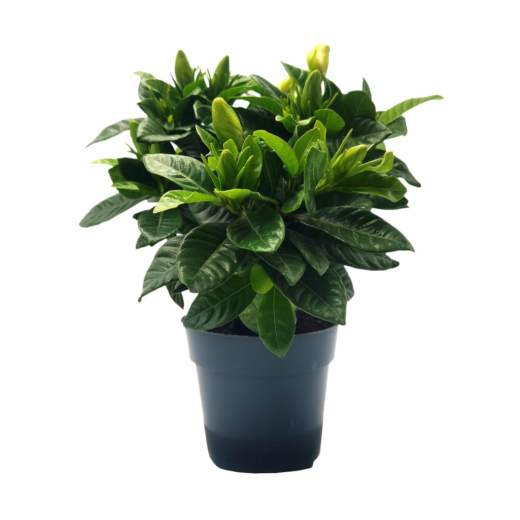 Gardenia Jasminoides Houseplant in 4.5-Inch Pots Z440