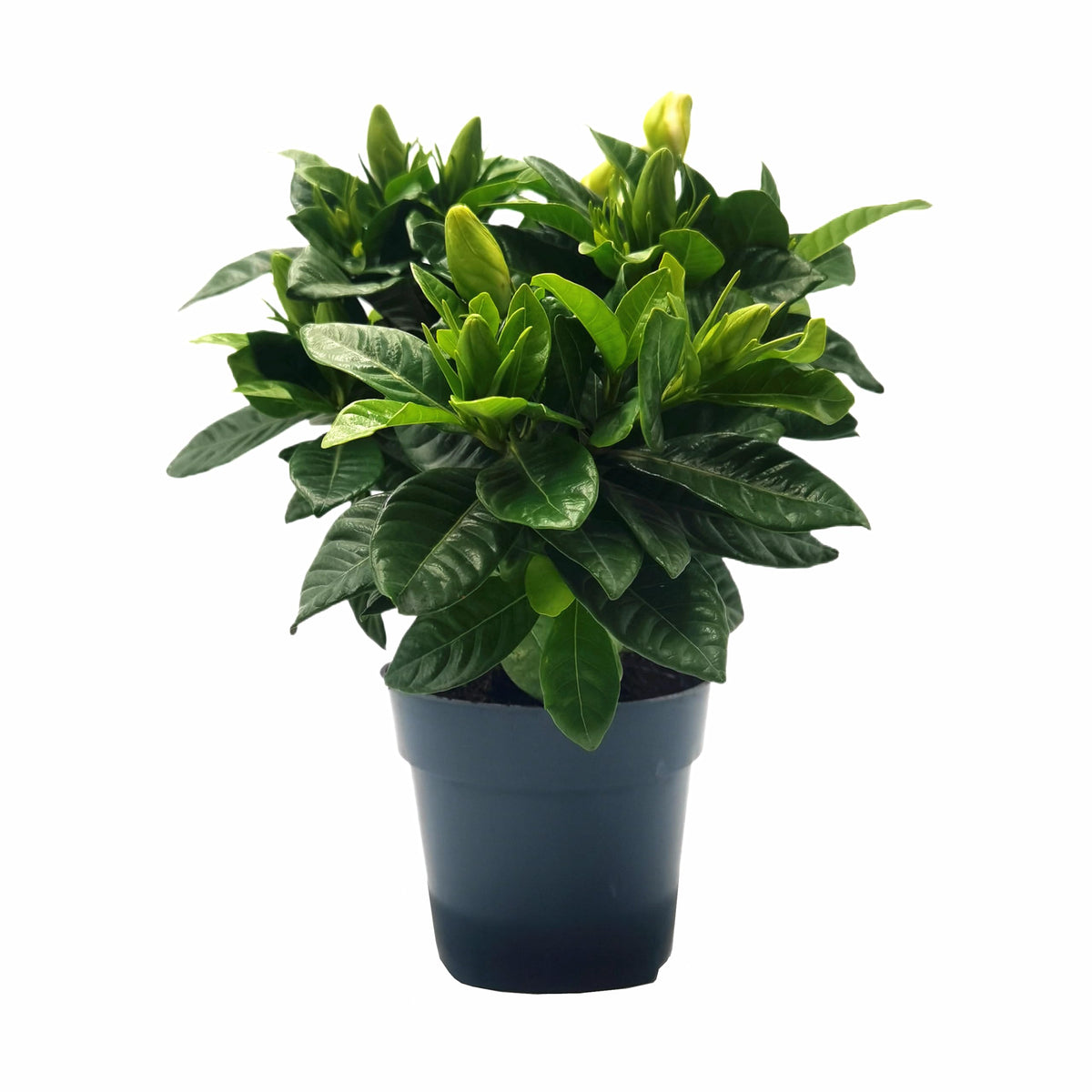 Gardenia Jasminoides Houseplant in 4.5-Inch Pots Z440