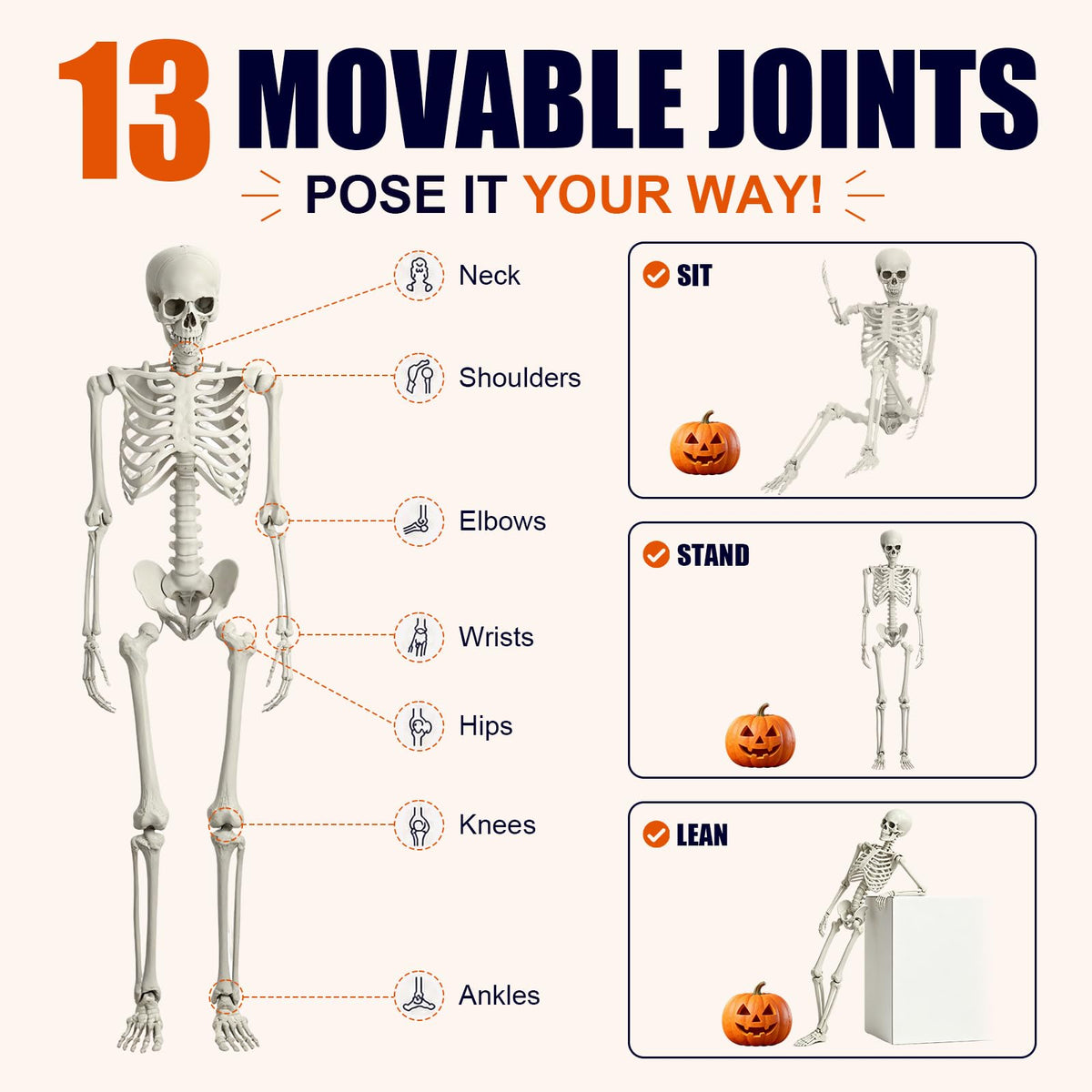 Life Size Full Body Skeleton Q516