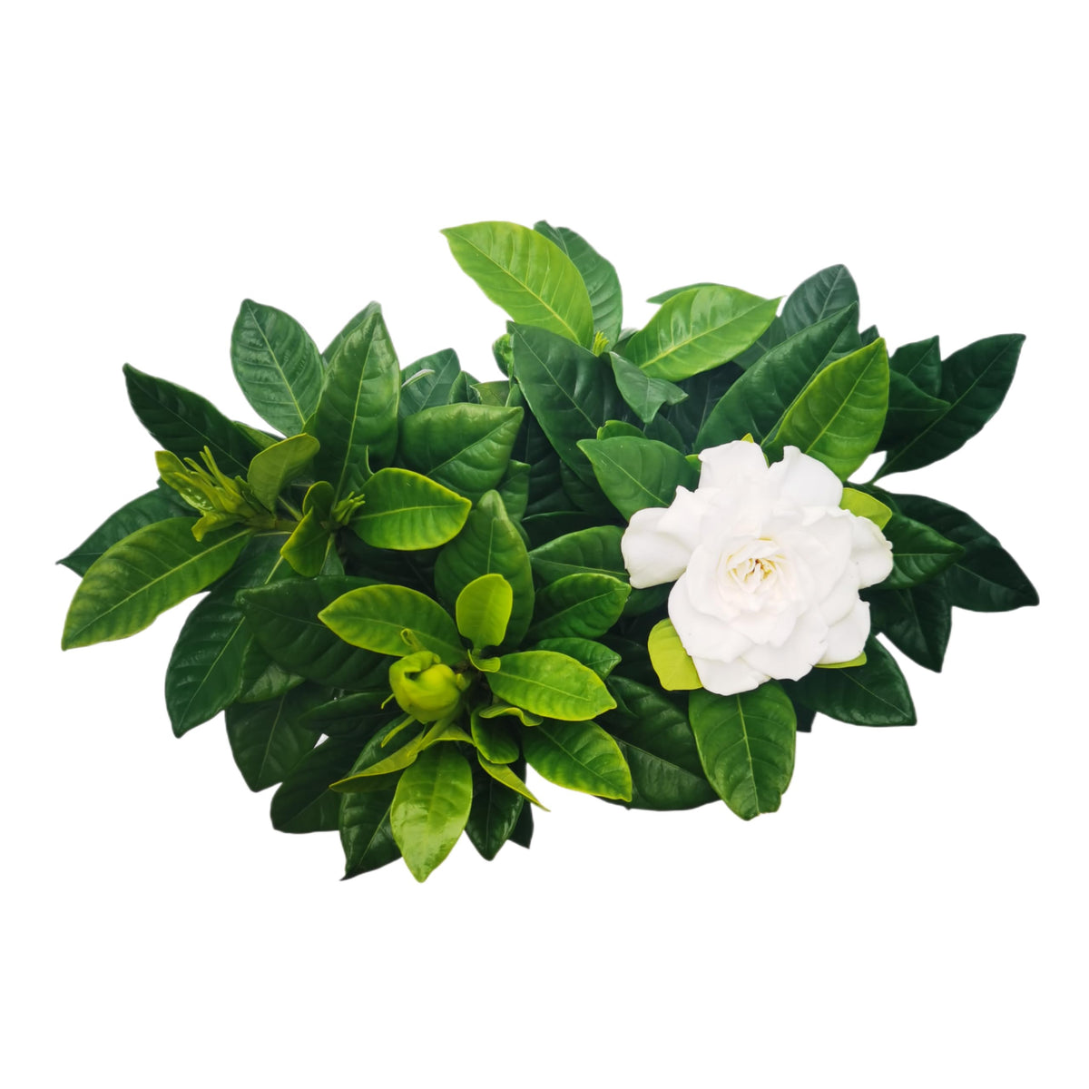 Gardenia Jasminoides Houseplant in 4.5-Inch Pots Z440