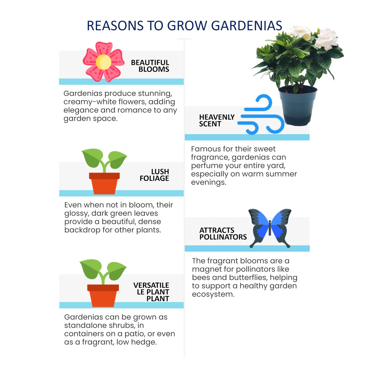 Gardenia Jasminoides Houseplant in 4.5-Inch Pots Z440